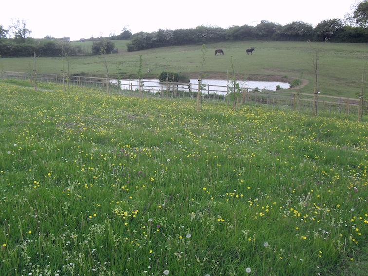 Natural Death Centre Choosing a natural burial ground